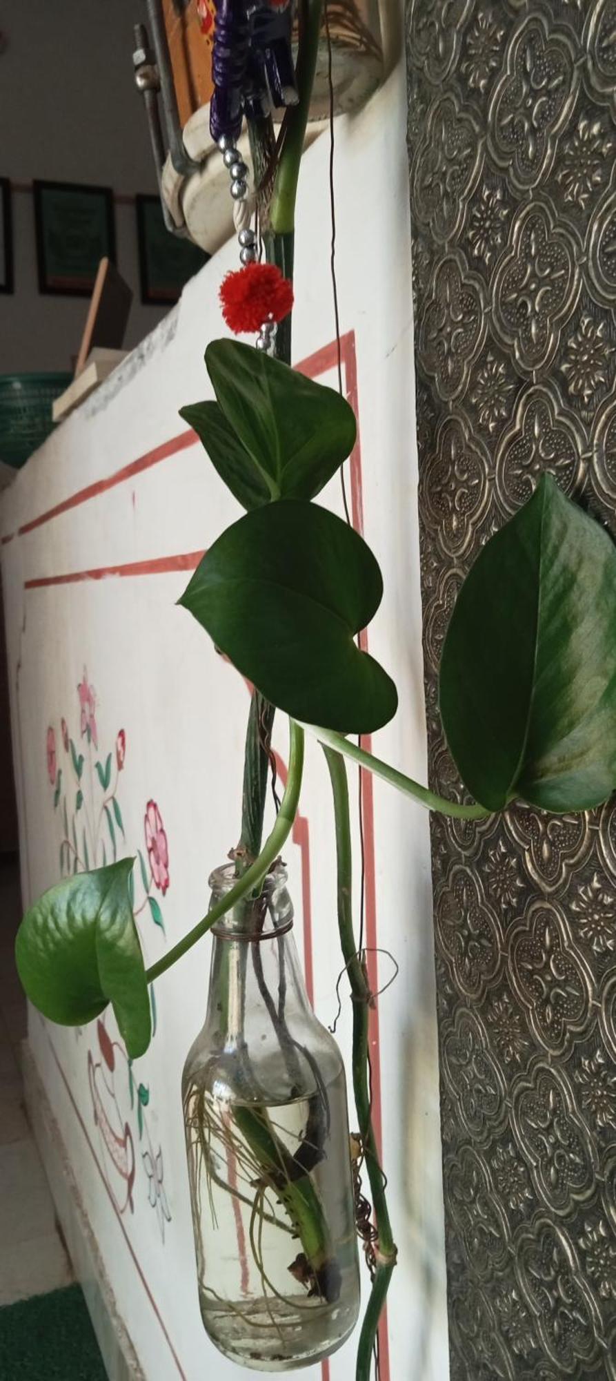 Cocoon Auberge Jaipur Eksteriør bilde